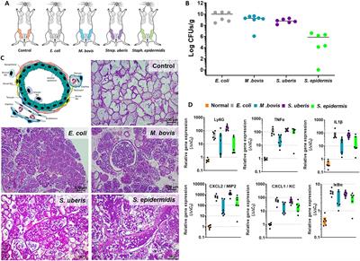 Immune profiling of experimental murine mastitis reveals conserved response to mammary pathogenic Escherichia coli, Mycoplasma bovis, and <mark class="highlighted">Strep</mark>tococcus uberis